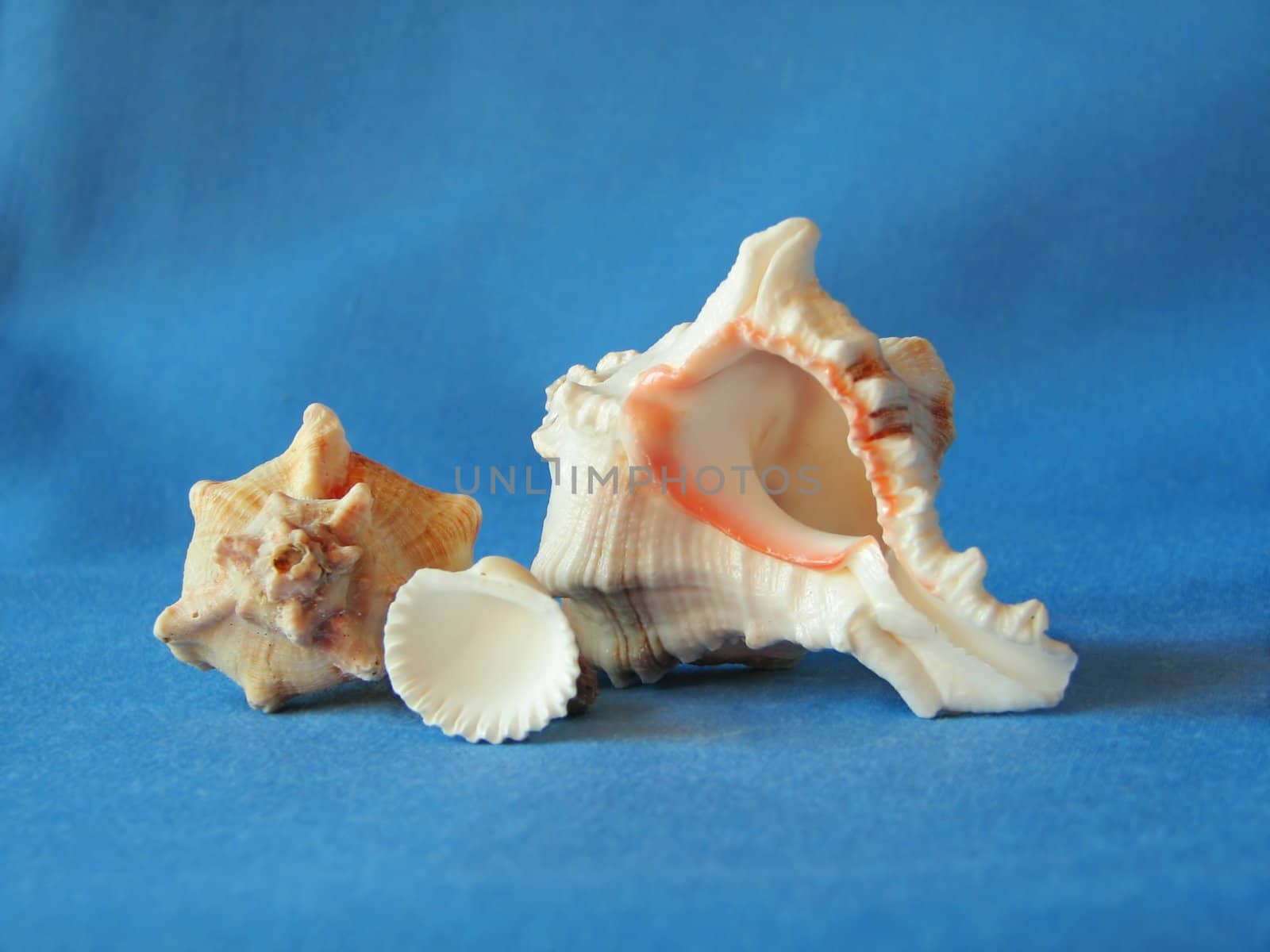 Composition of sea cockleshells, mollusks. On a blue background
