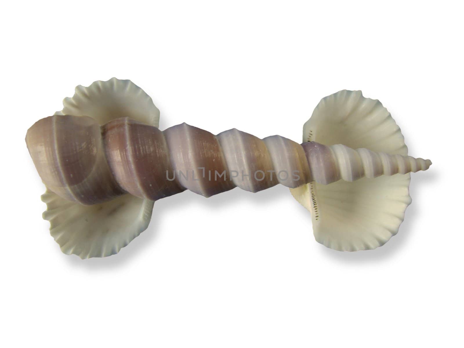 Horizontal composition from three cockleshells
On a white background. clipping path
