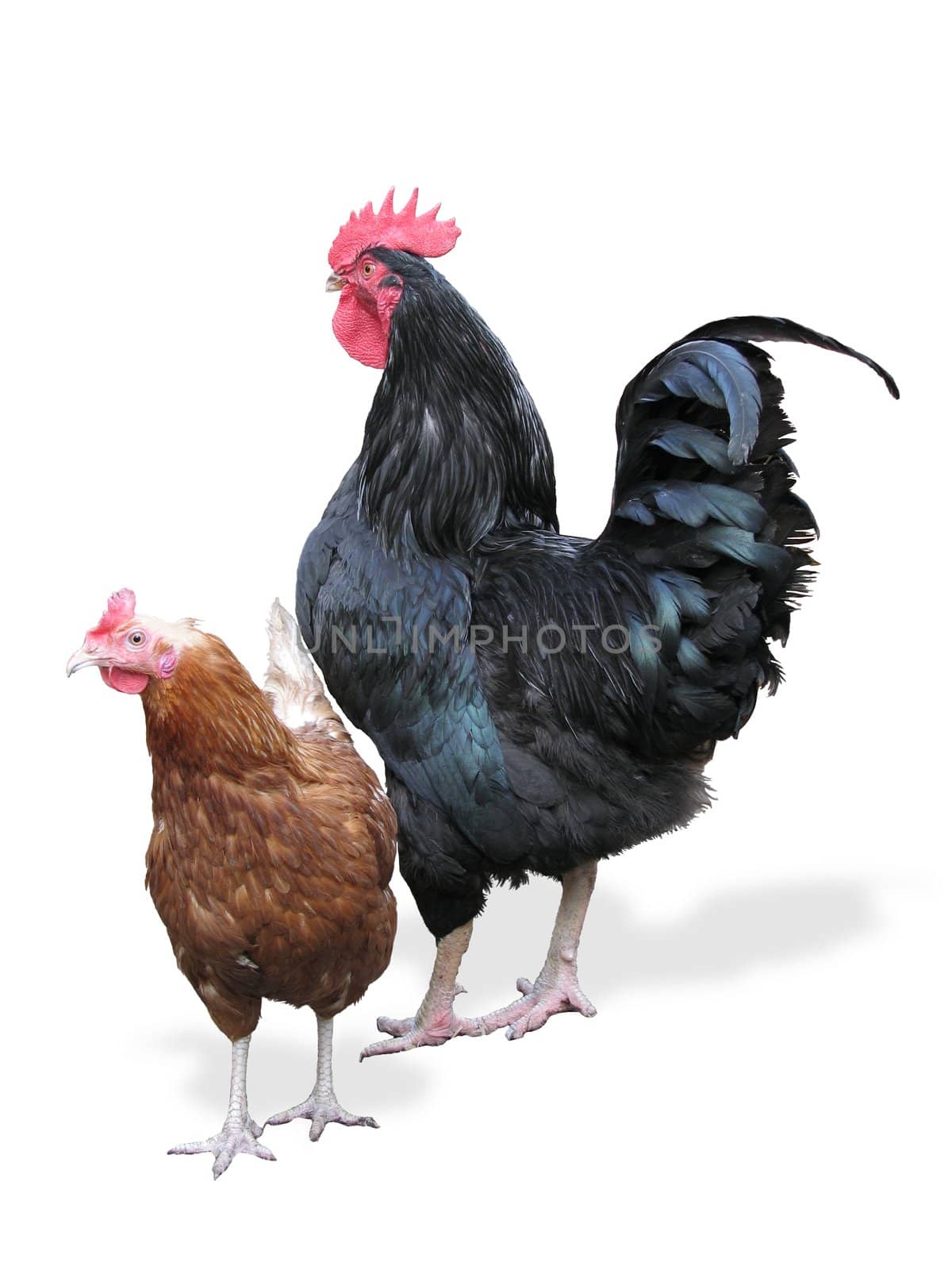 The curious red hen near to the black proud rooster. clipping path