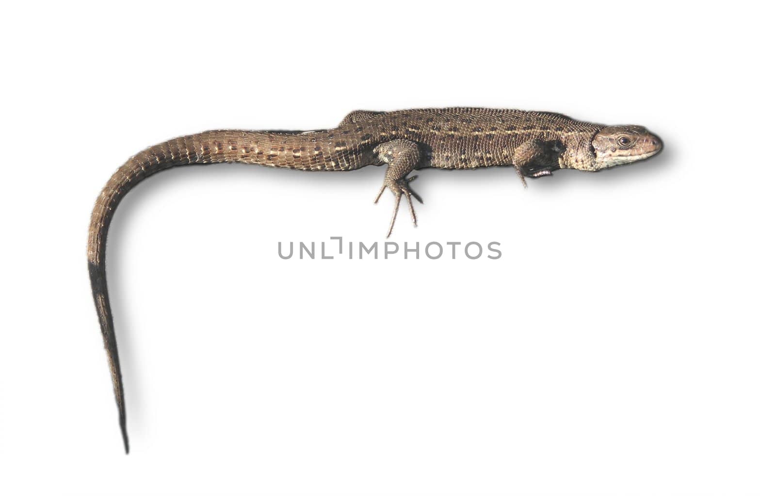 The lizard isolated on white