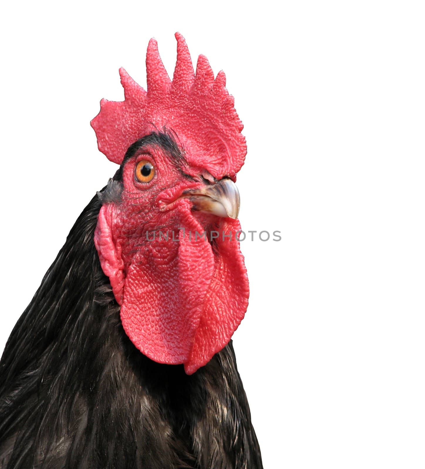 Portrait of the black rooster close Isolated on white
