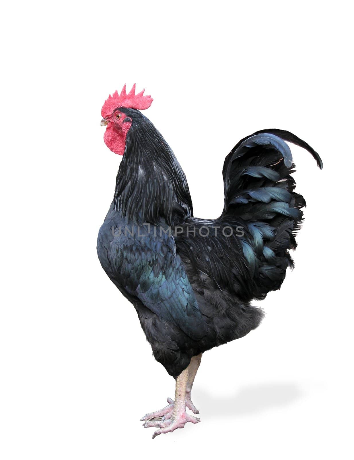 The black rooster on a white background. It is isolated on white