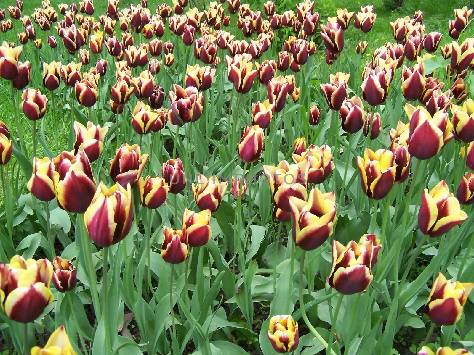 Meadow with great number of purple and yellow tulps.