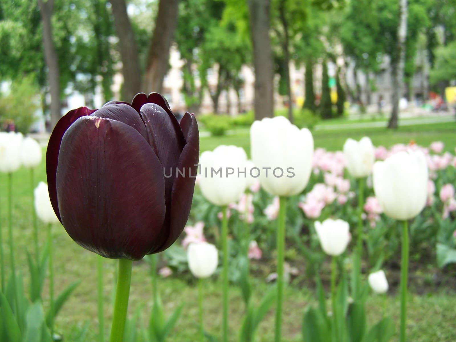 Close up of the dark purple tulip.