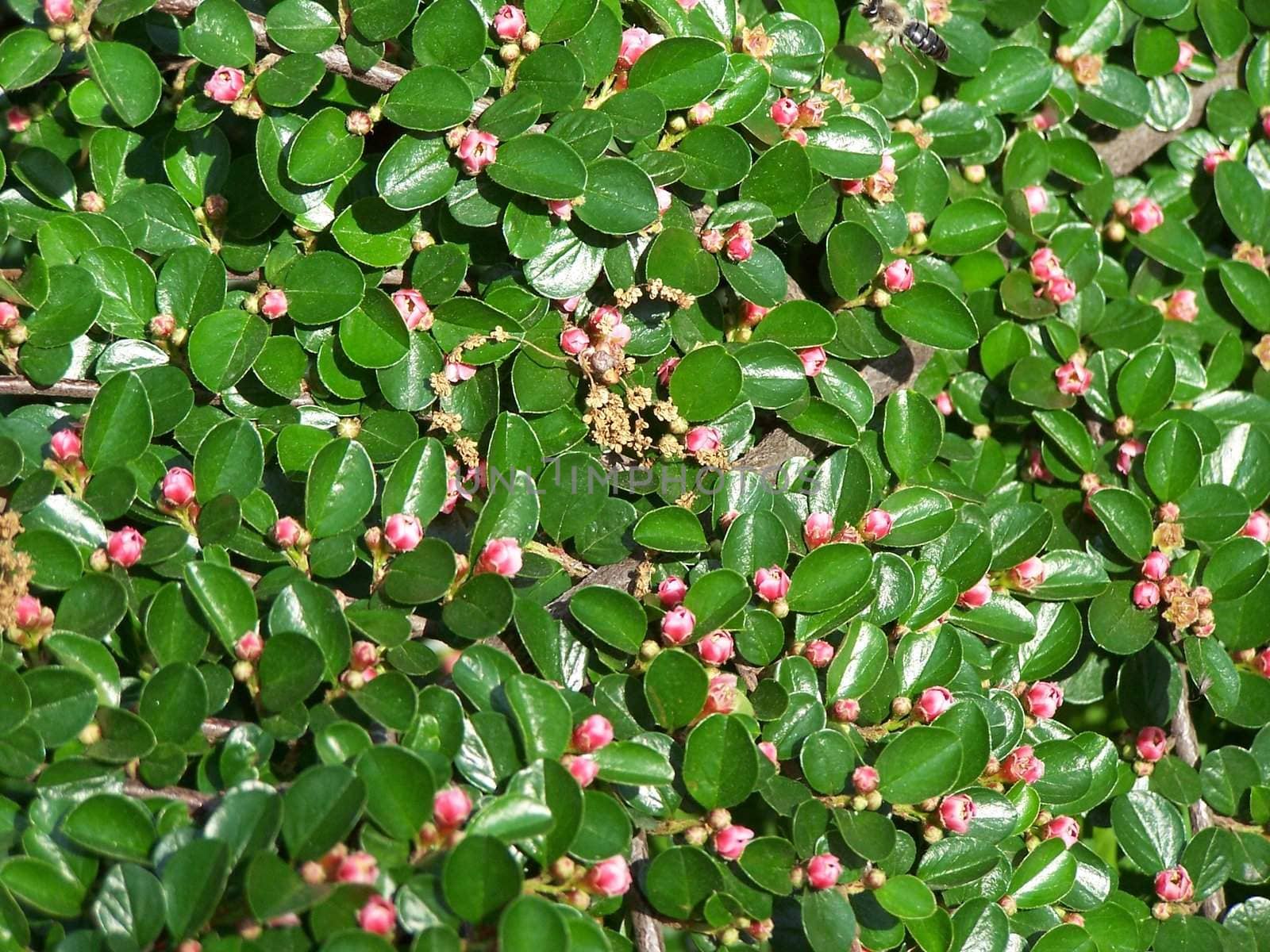 Close up of pretty green shined leaves and pink flowers.