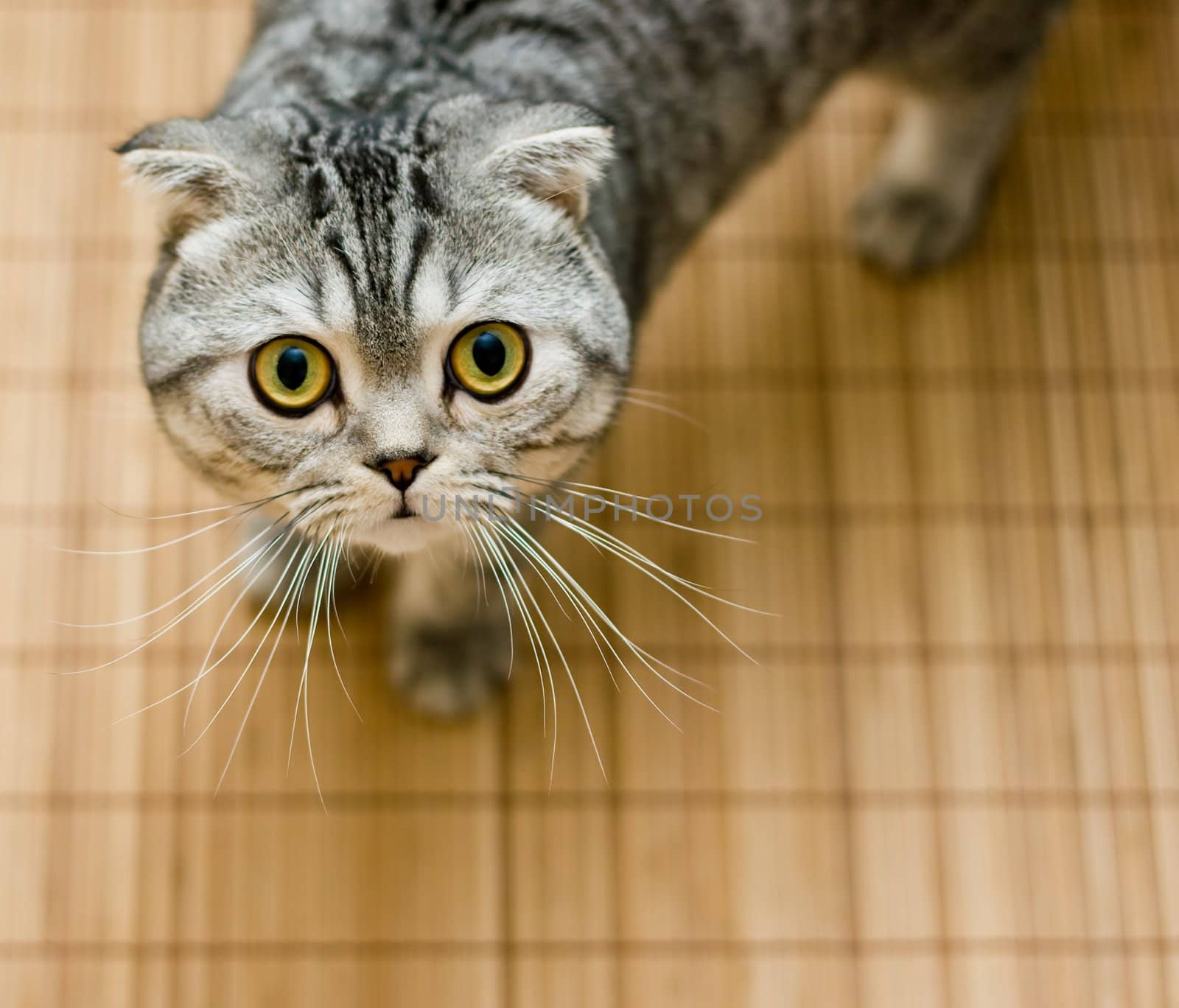 Scottish Fold cat looking up from below pleasing for food