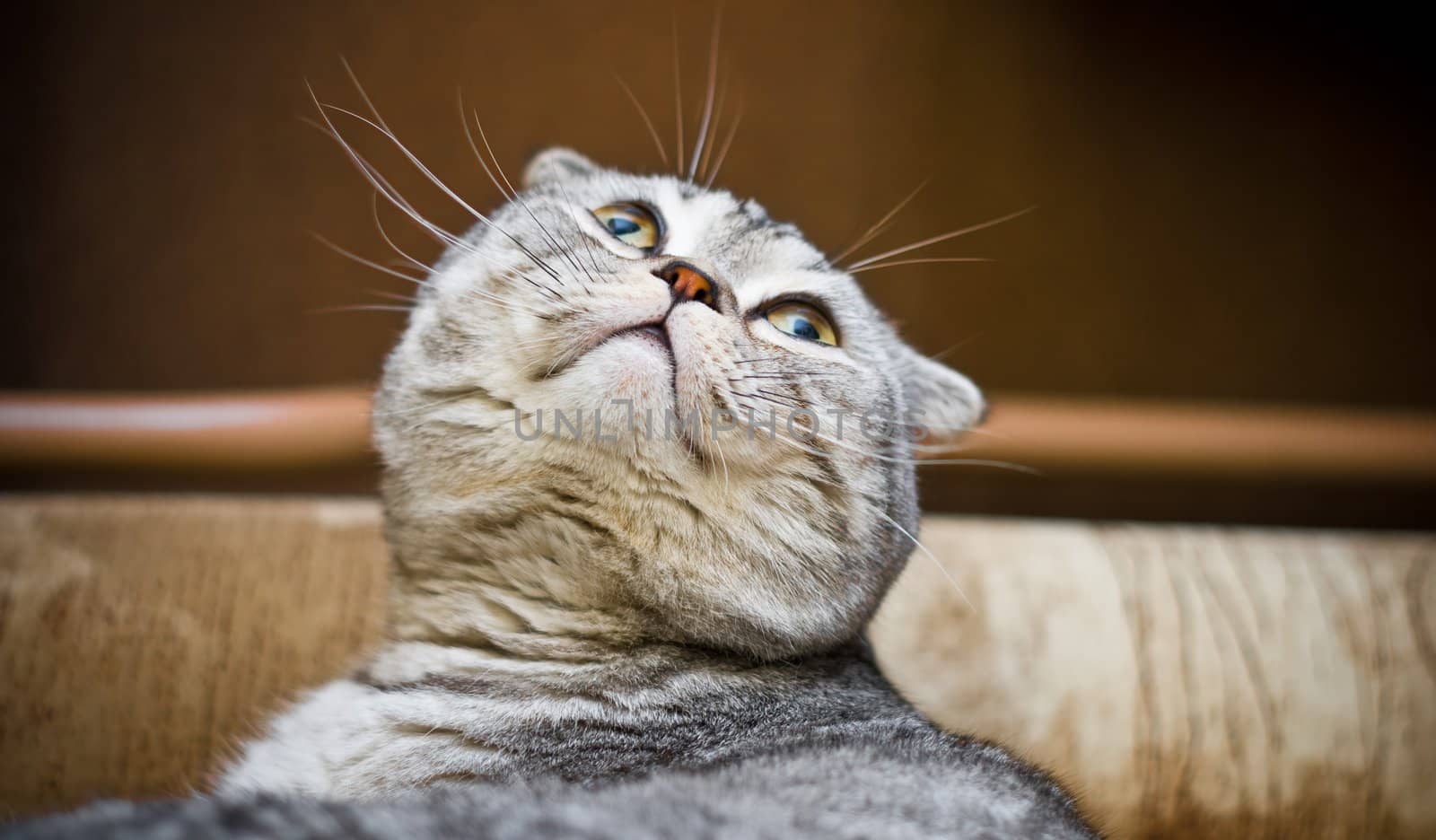 Scottish Fold cat looking up from below