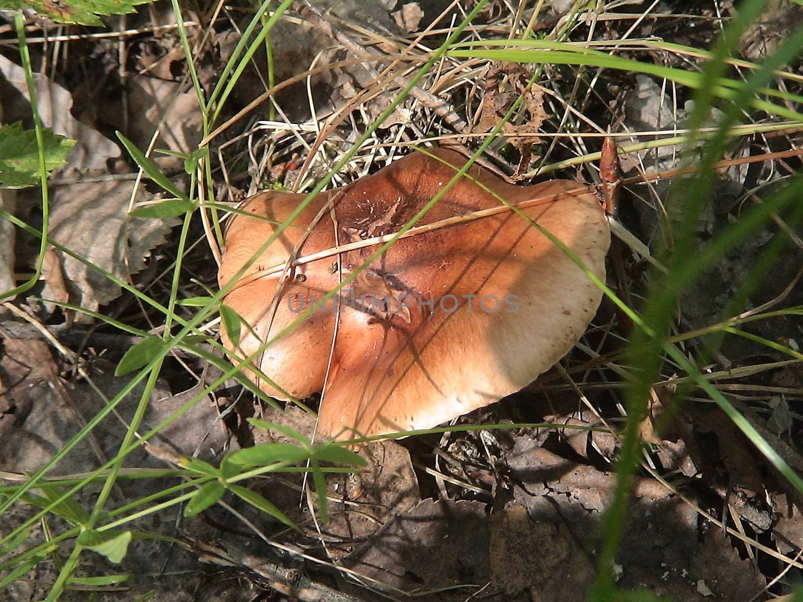 the brown mushroom growing in a grass 