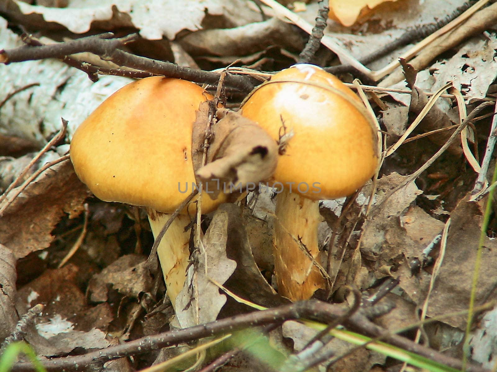 two brown mushrooms growing in the forest
