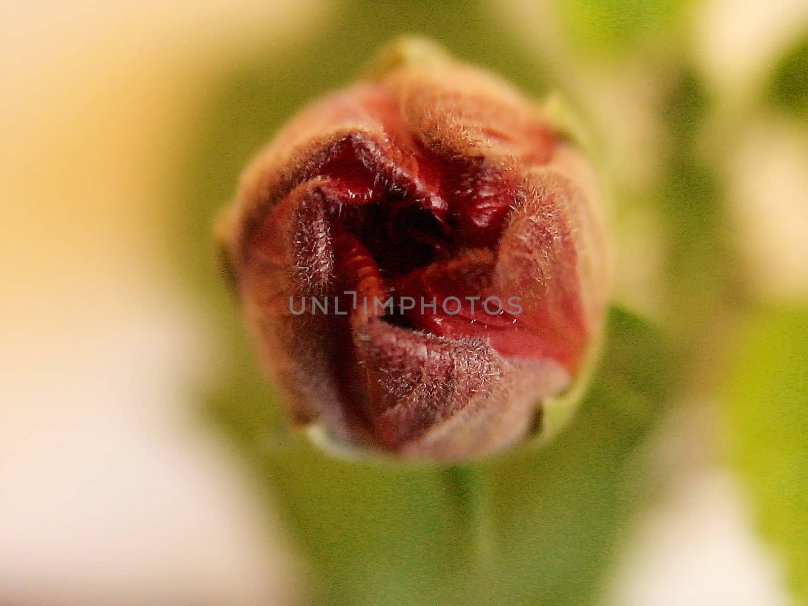 Delightful rose close up
