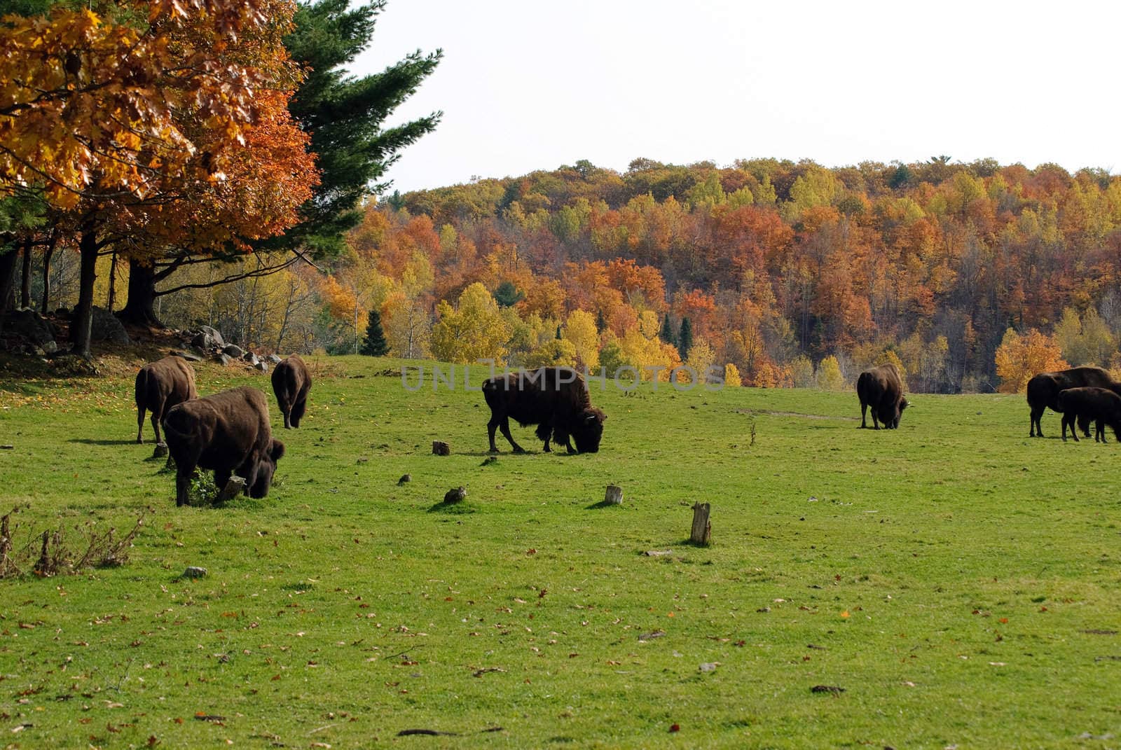 Bison herd by nialat