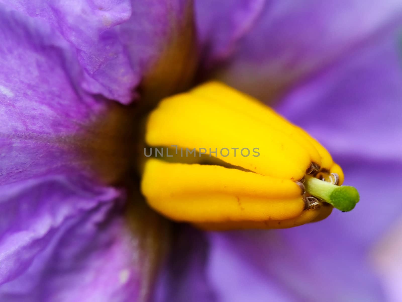 A macro picture of a flower from a potato plant