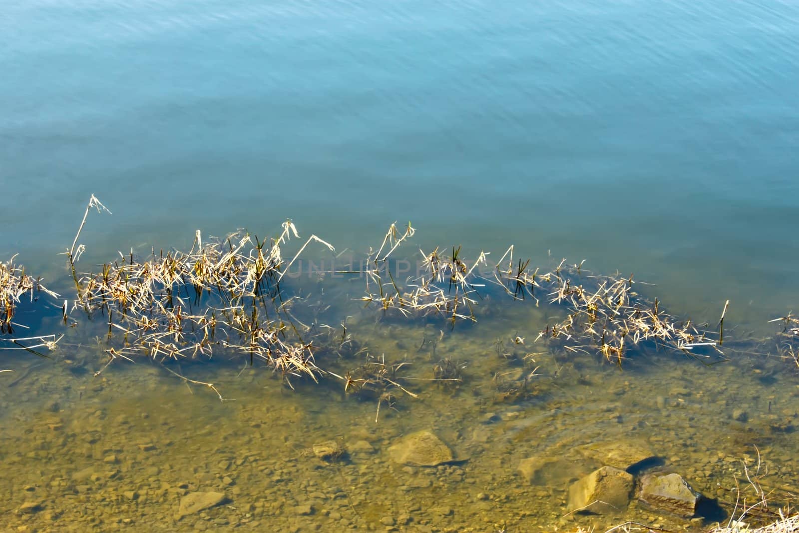 Coastal aquatic vegetation and stones in a river bottom in clear water. Serene spring day