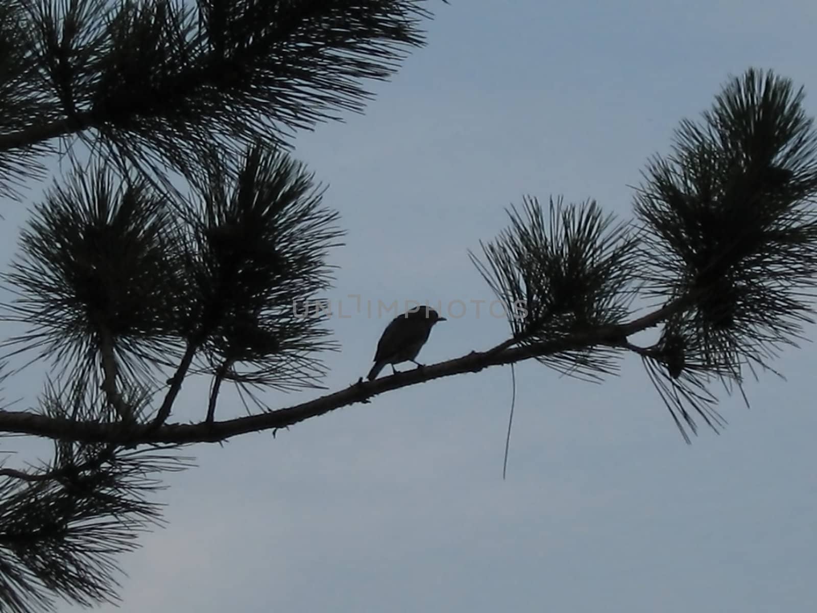 A photograph of a bird perched on pine branch.