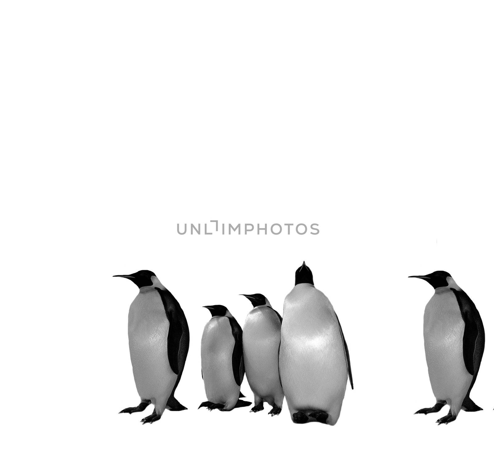Penguin Family Over white