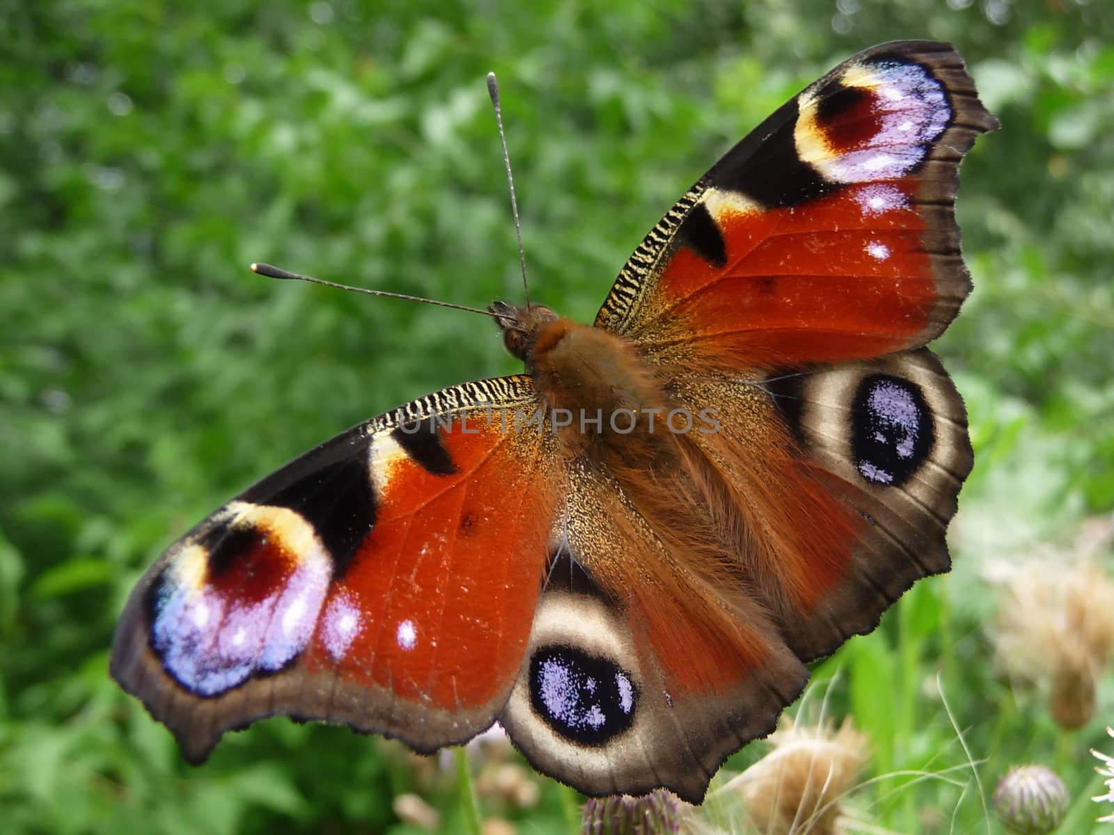 Peacock butterfly by tomatto