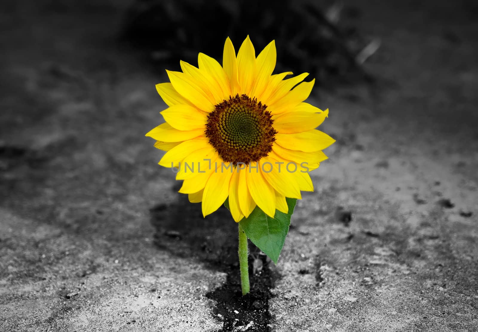 Sunflower on monochrome background