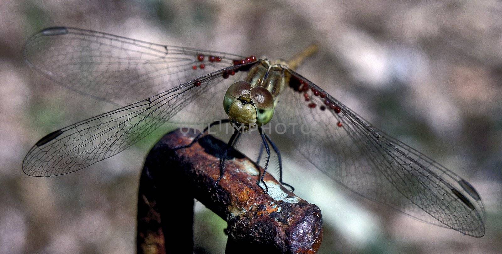Pregnant Dragonfly in summer time, macro
