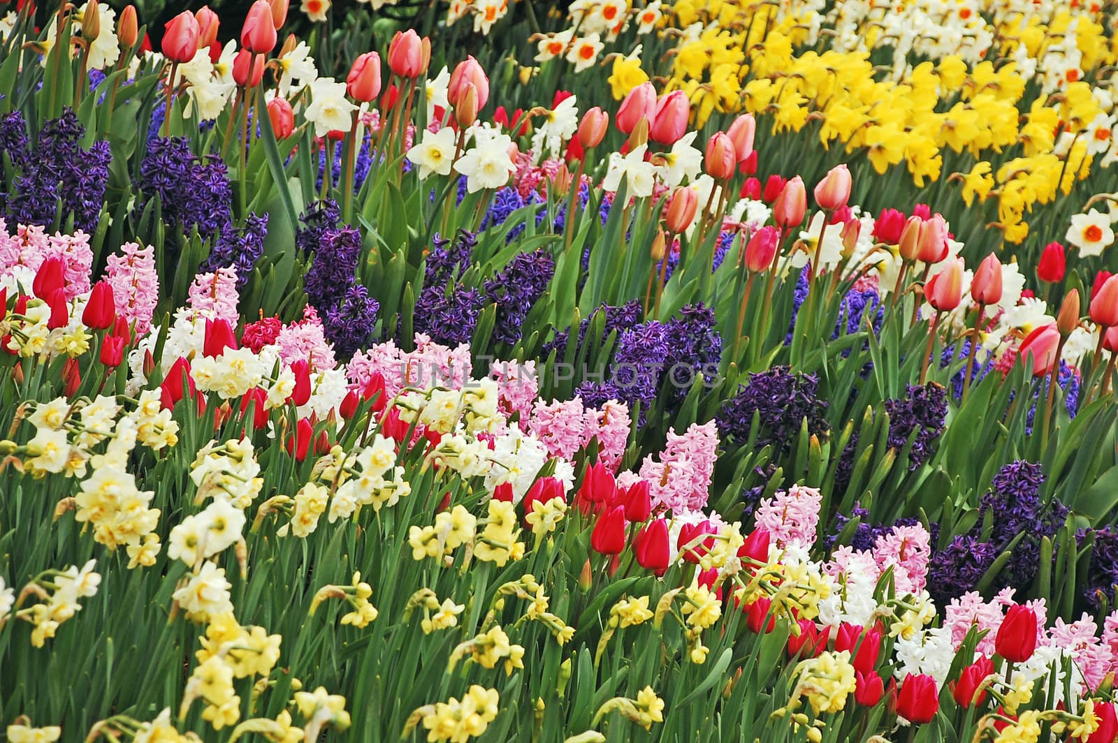 Rows of tulips, daffodils and hyacinth