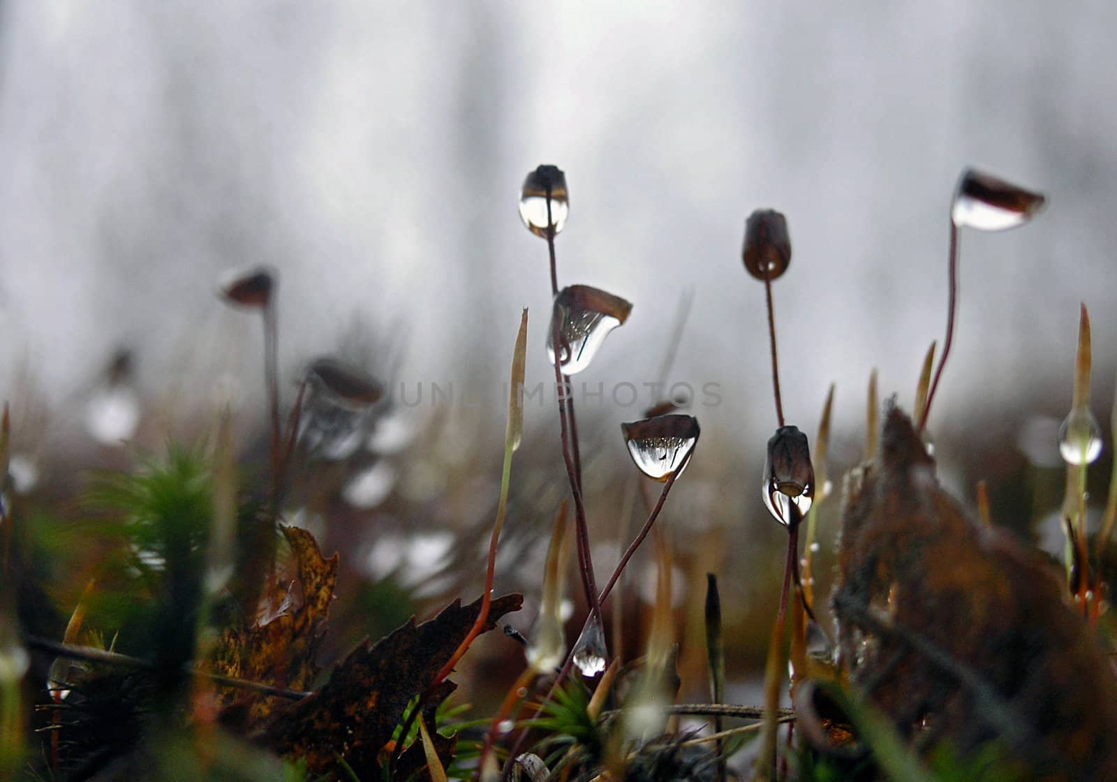 drops of morning dew on the meadow grass in early morning time