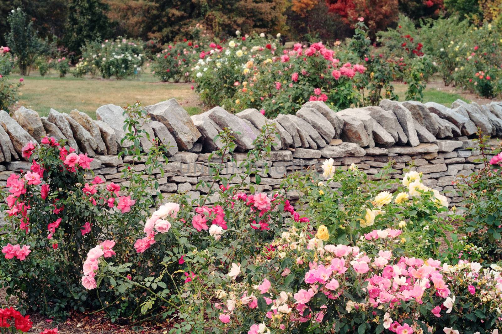 Various roses growing in a formal garden against a rock wall. 