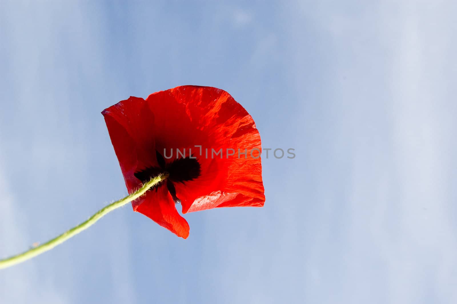 red poppy against a blue sky by ladyminnie