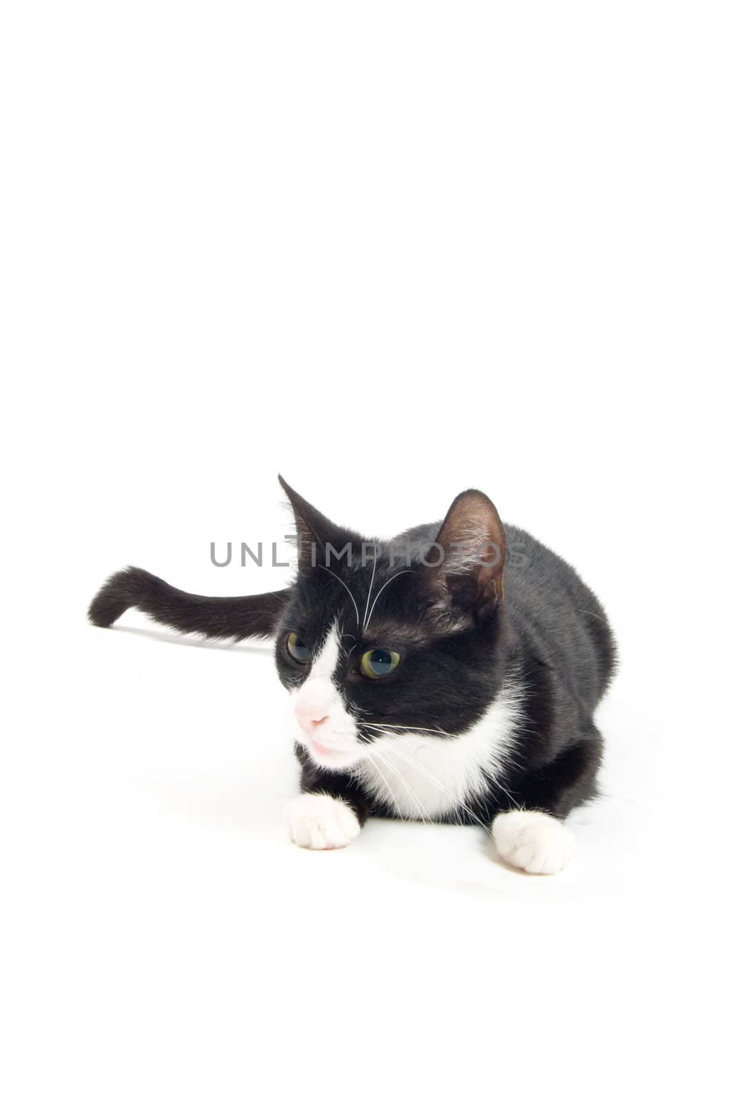 young cat is staring in the distence isolated on white