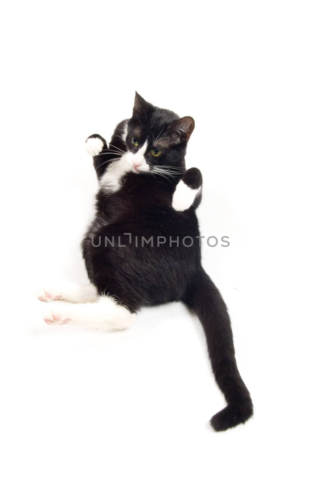 young cat is relaxing with paws up isolated on white