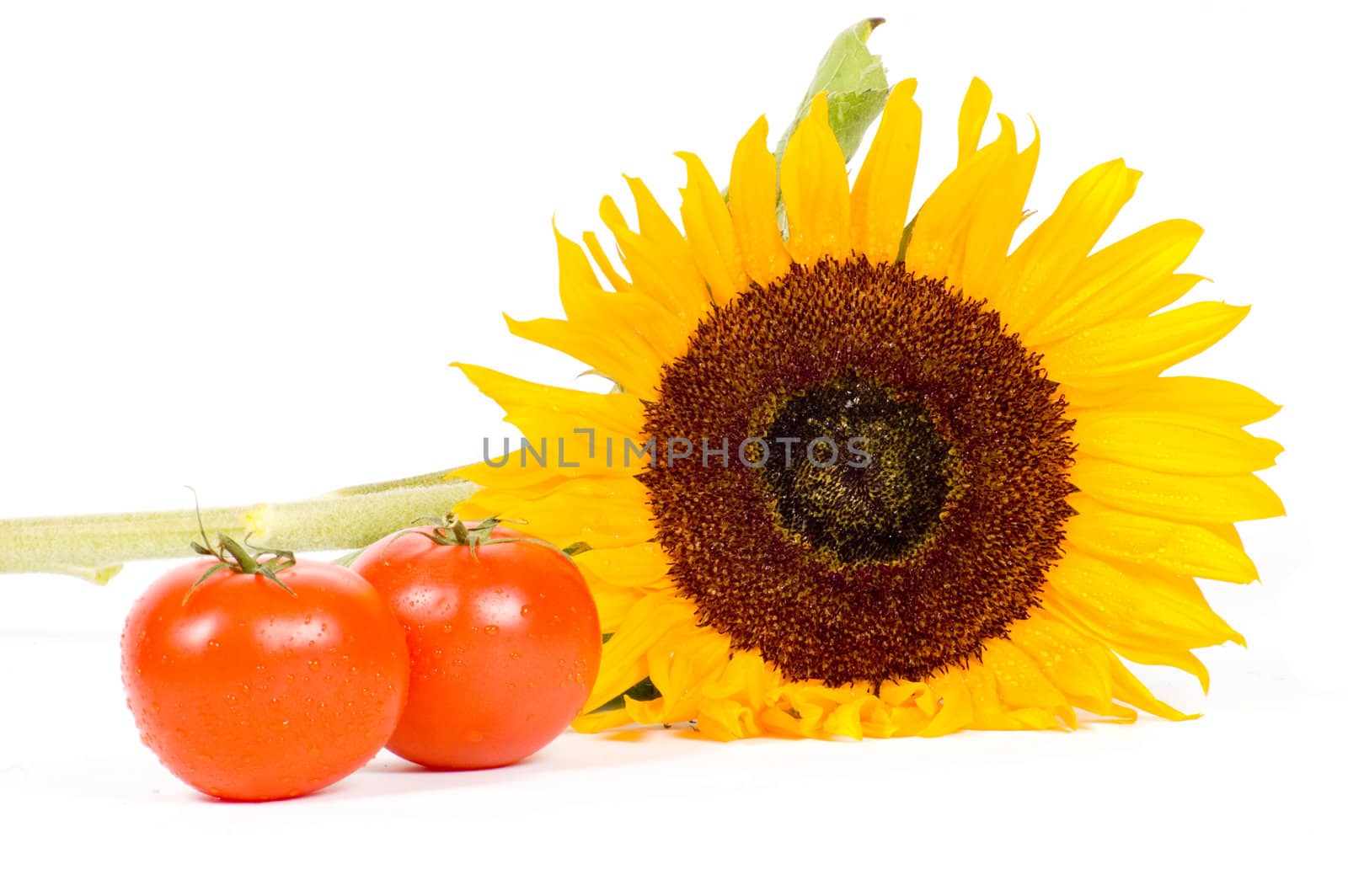 big sunflower and fresh tomatoes by ladyminnie