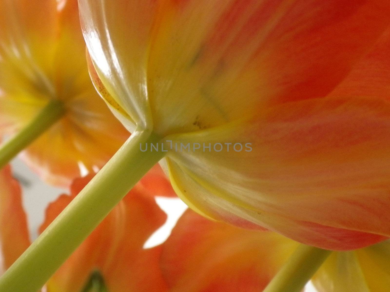 image of tulips taken from beneath as a background 