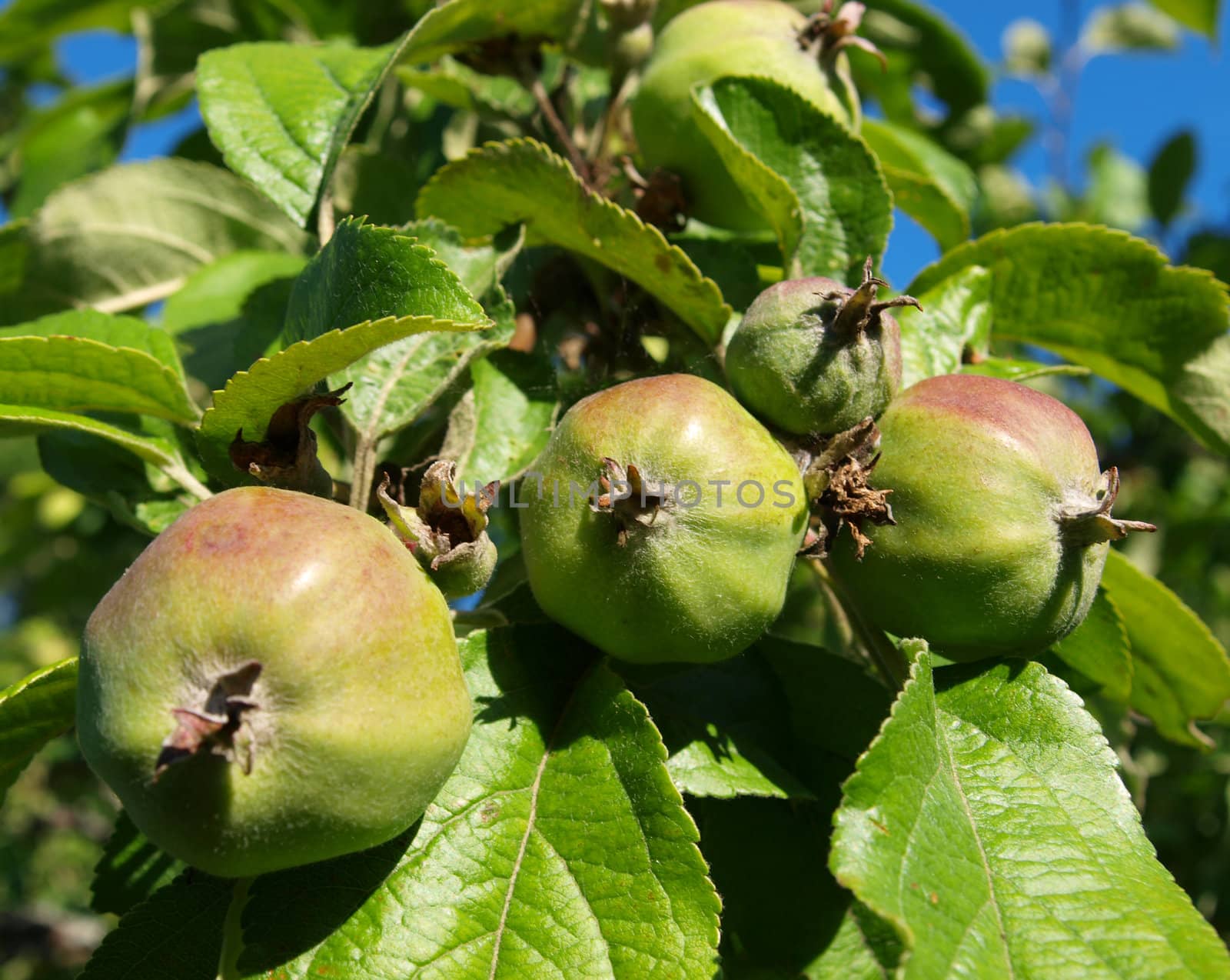 small apples on the apple tree summer
