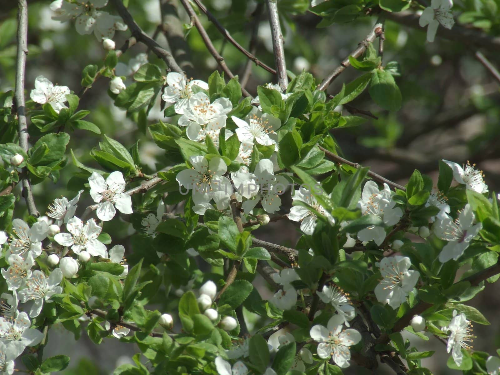 Plum blossoms by alex281973