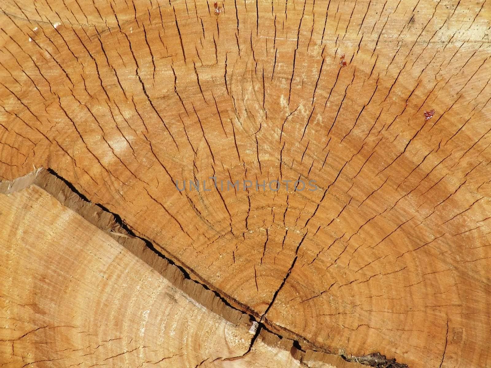 The photo shows a cut tree growth rings