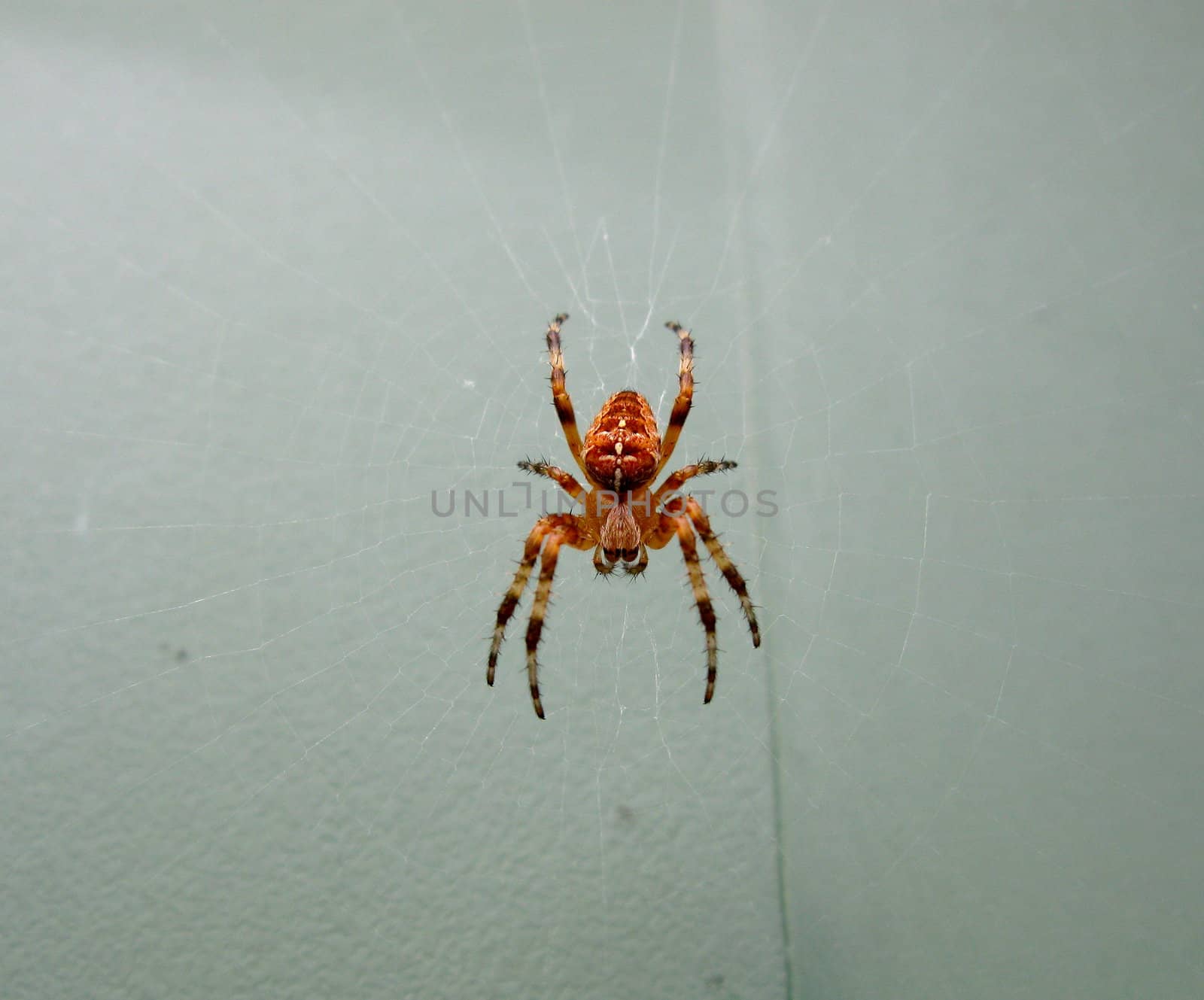 garden spider