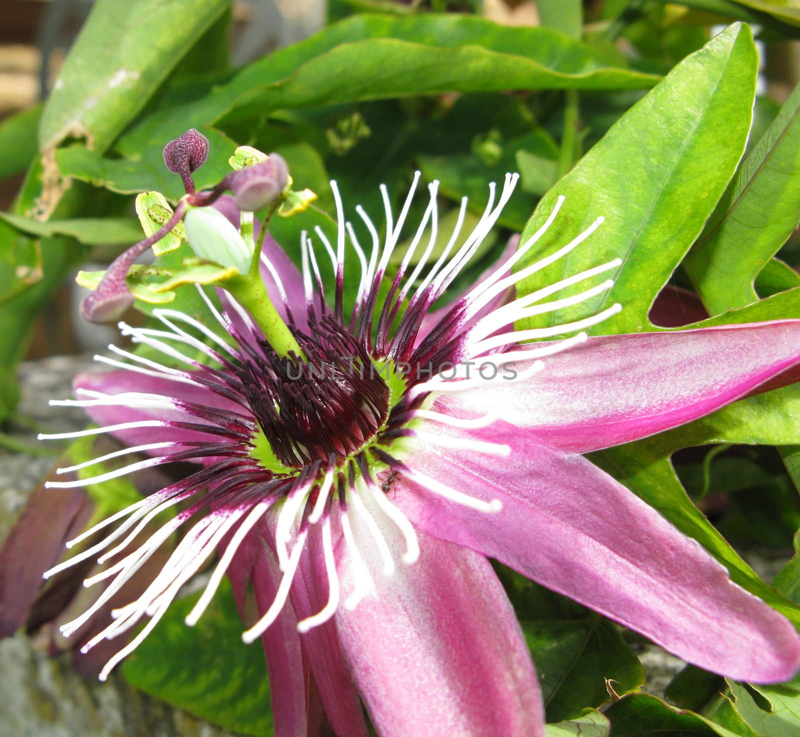passionflower by mitzy