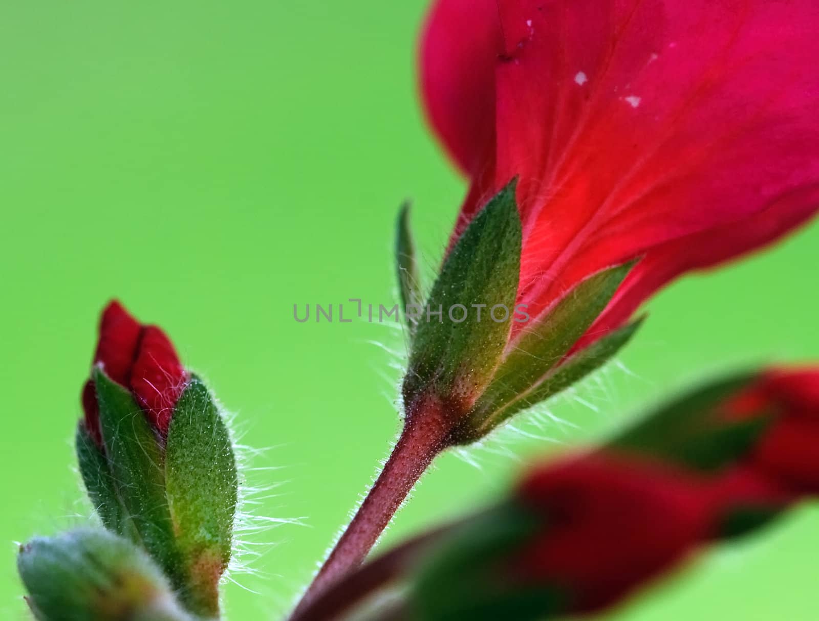 Red flowers by nialat