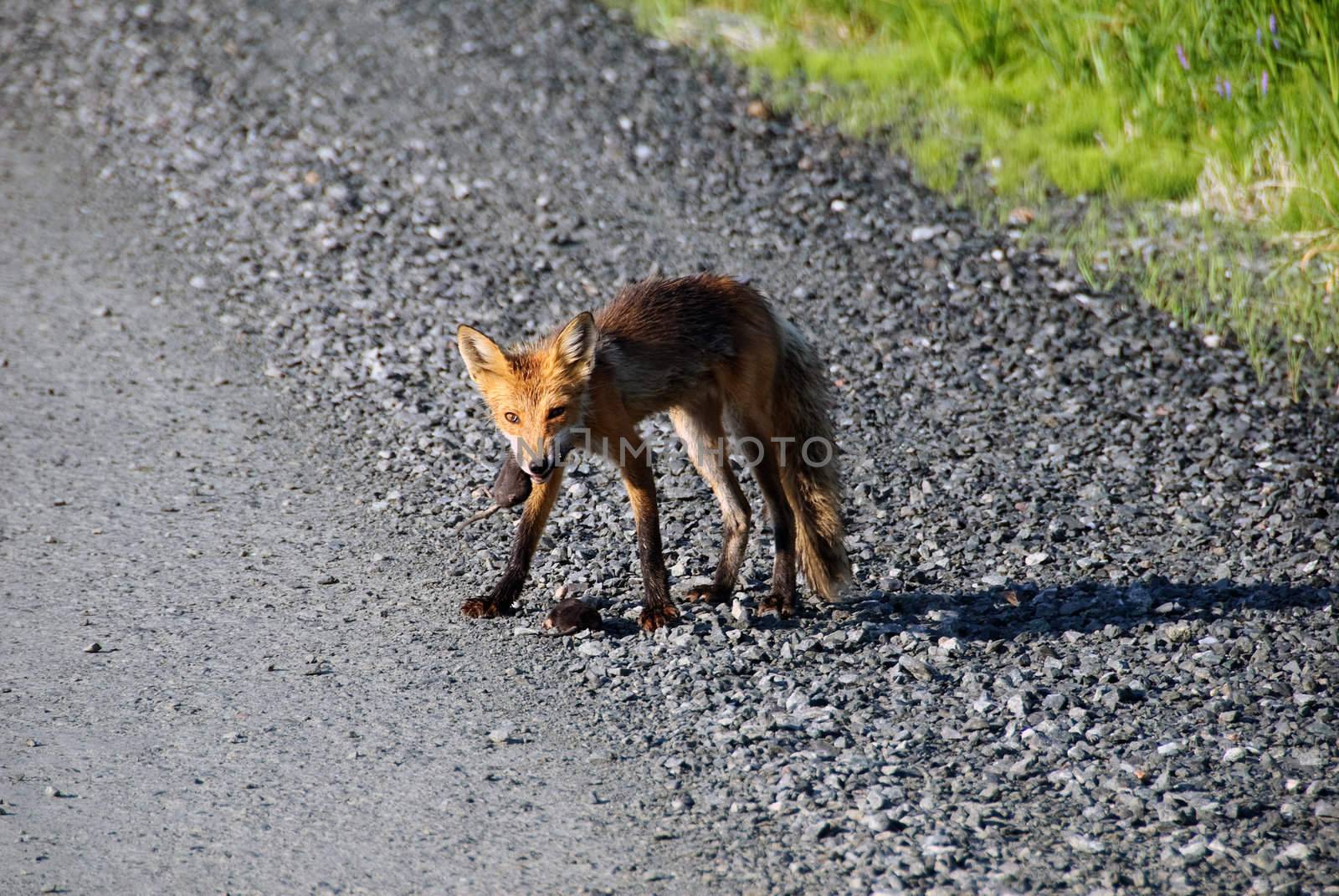Red fox by nialat