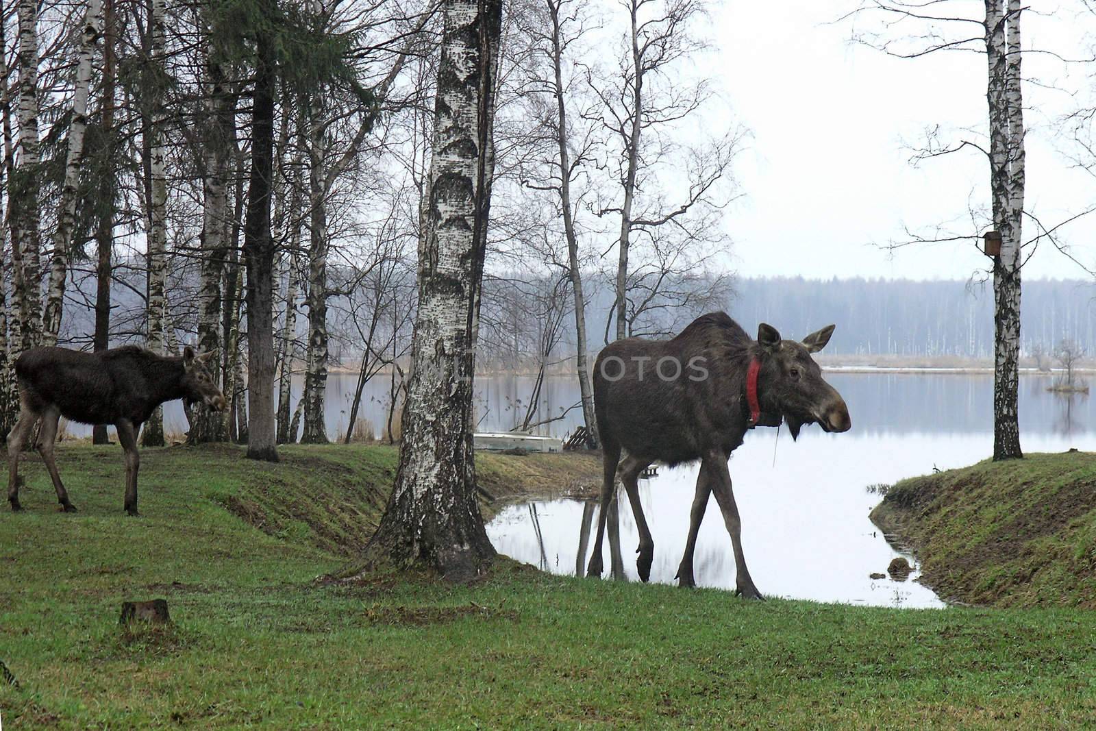 Elks on the river bank