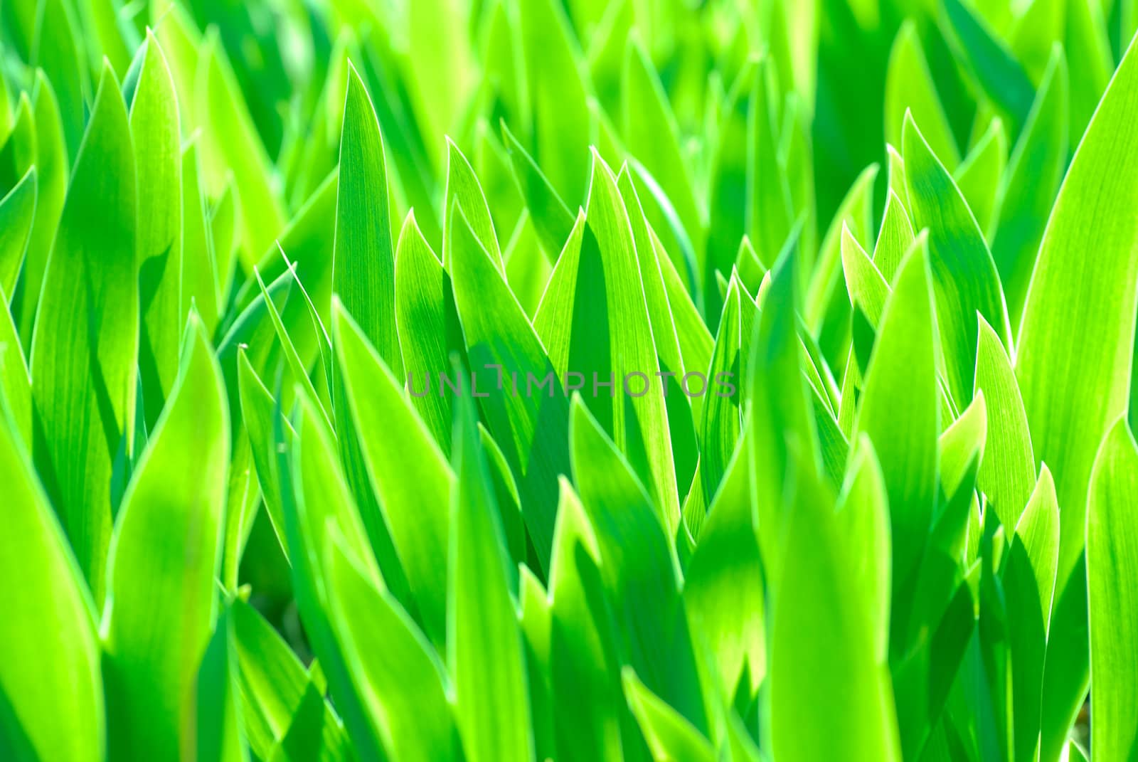 green leaves background  by makspogonii