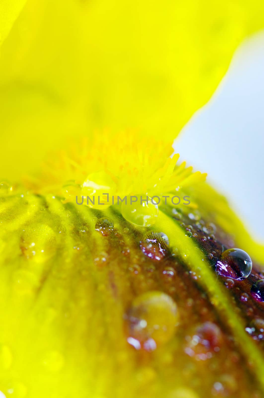 Yellow iris flower close-up with water drops