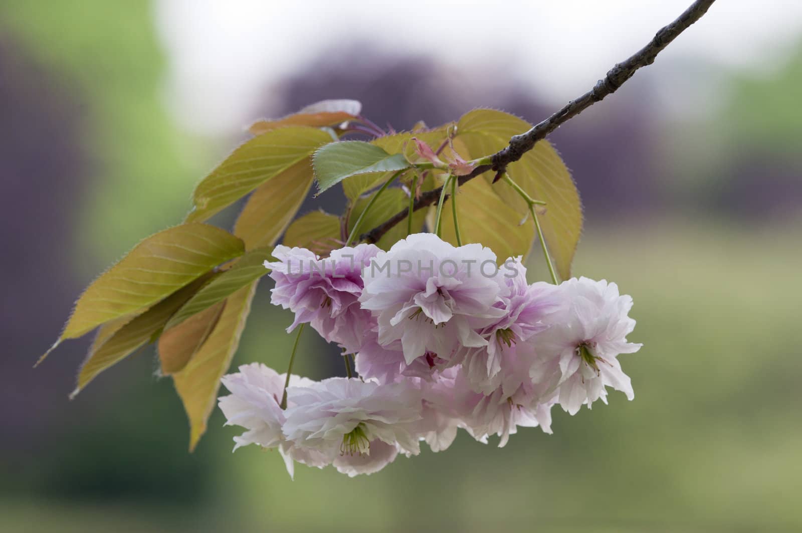 Japanese cherry tree pink flowers in Spring