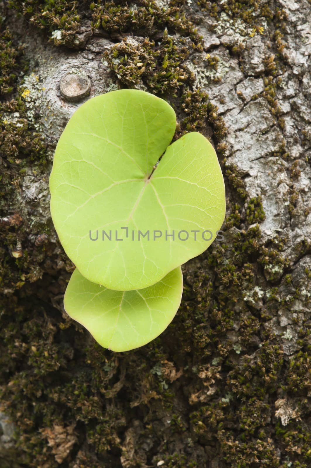 Detail of a green heart-shaped leaf