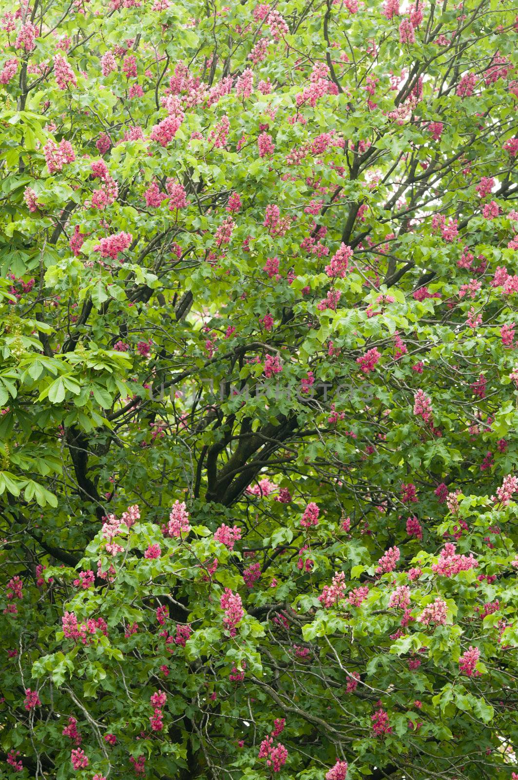 Aesculus hippocastanum is a large deciduous tree, commonly known as Horse-chestnut or Conker tree
