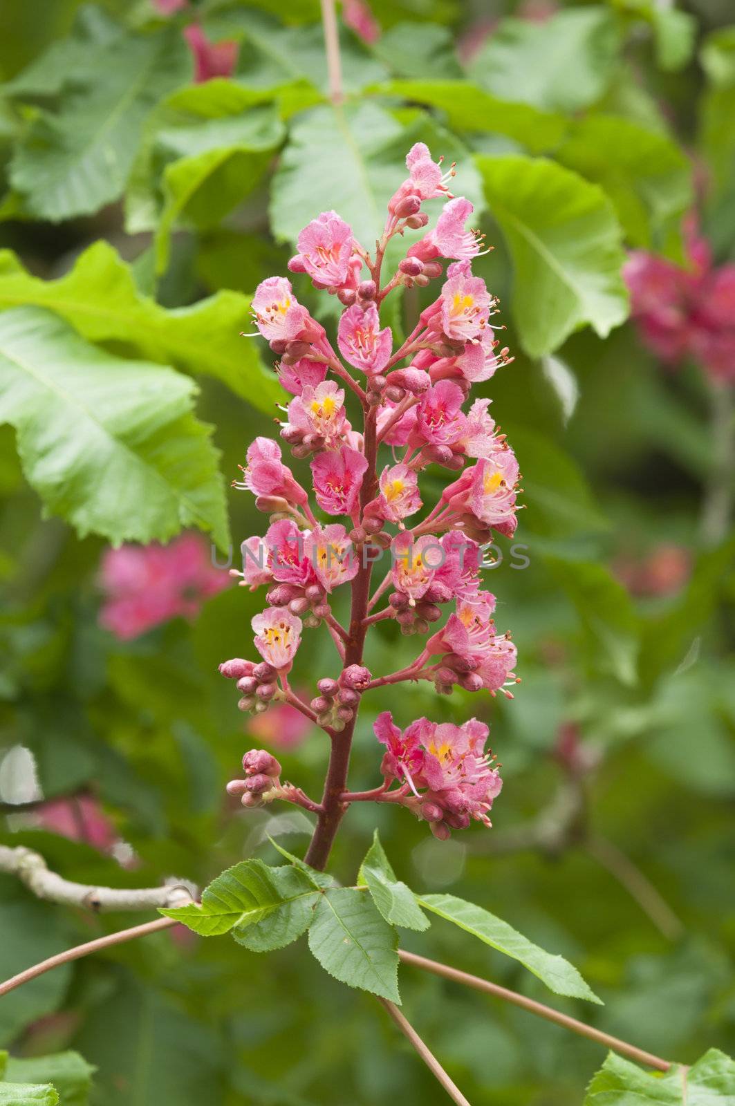 Aesculus hippocastanum is a large deciduous tree, commonly known as Horse-chestnut or Conker tree