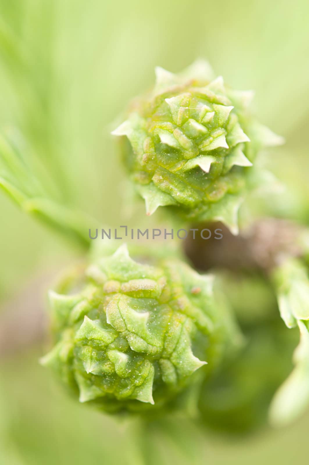 Pinecones of a coniferous evergreen tree