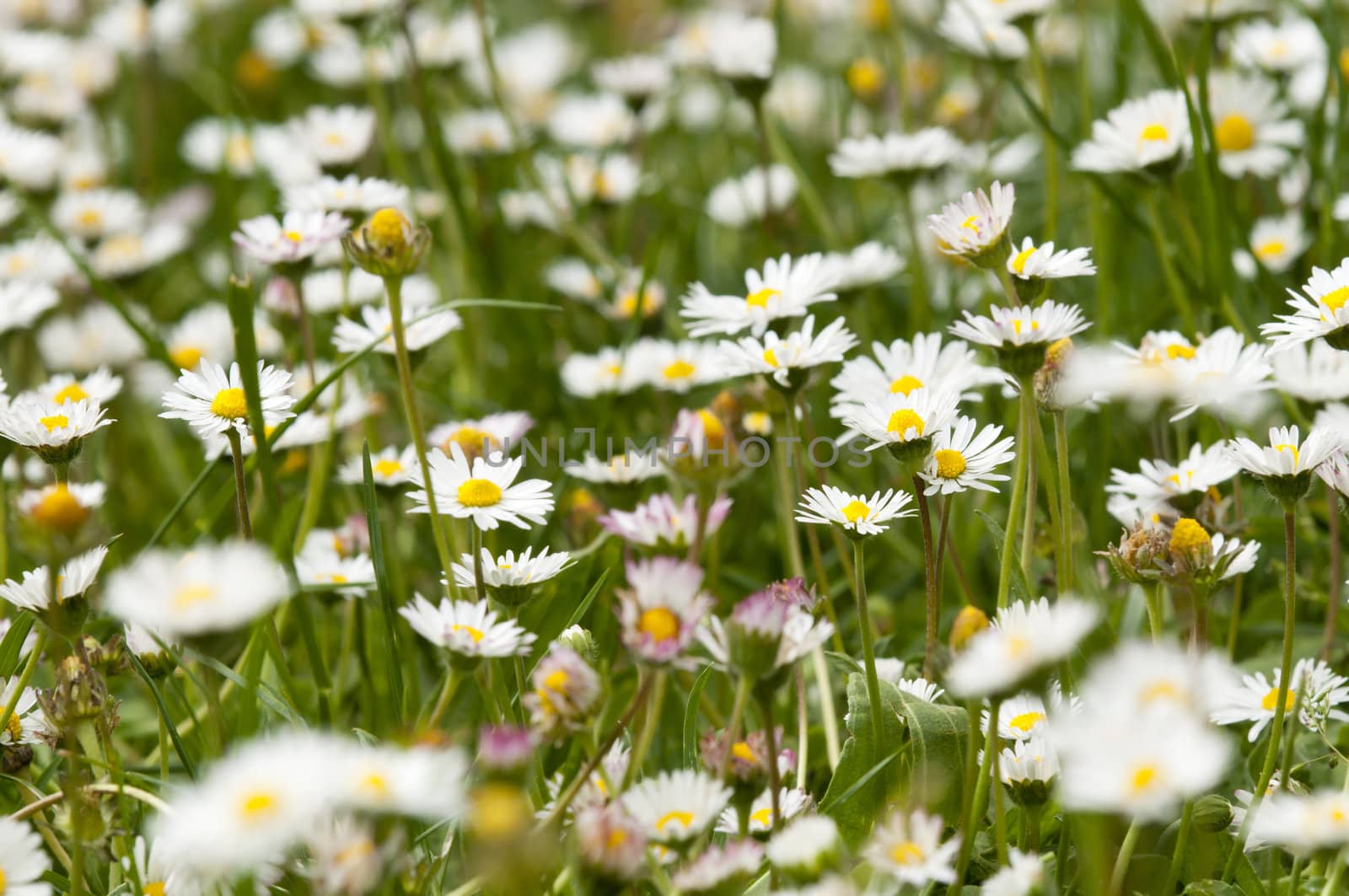 Green grass with white daisy flowers