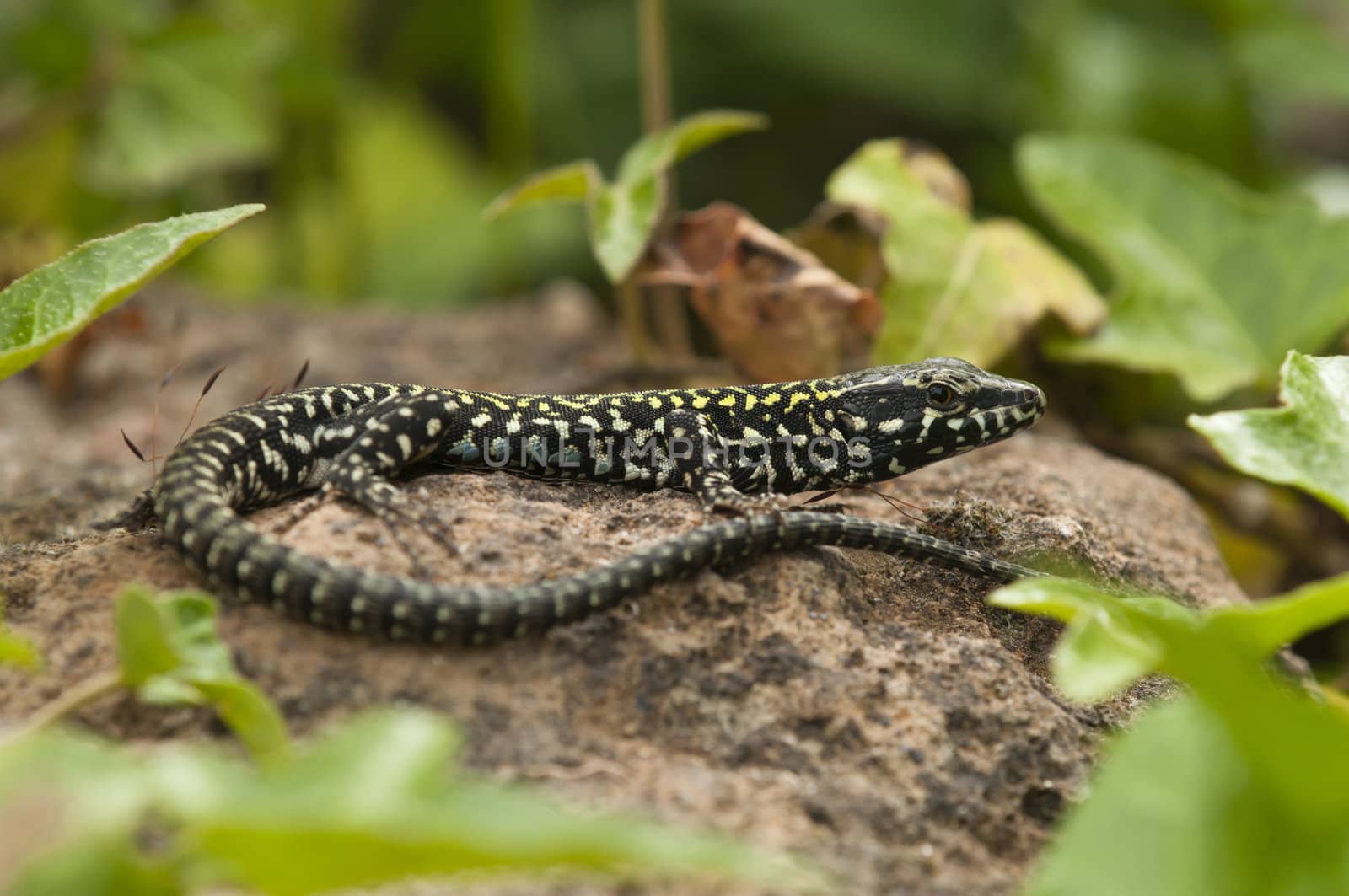 Common wall lizard basking in the sun