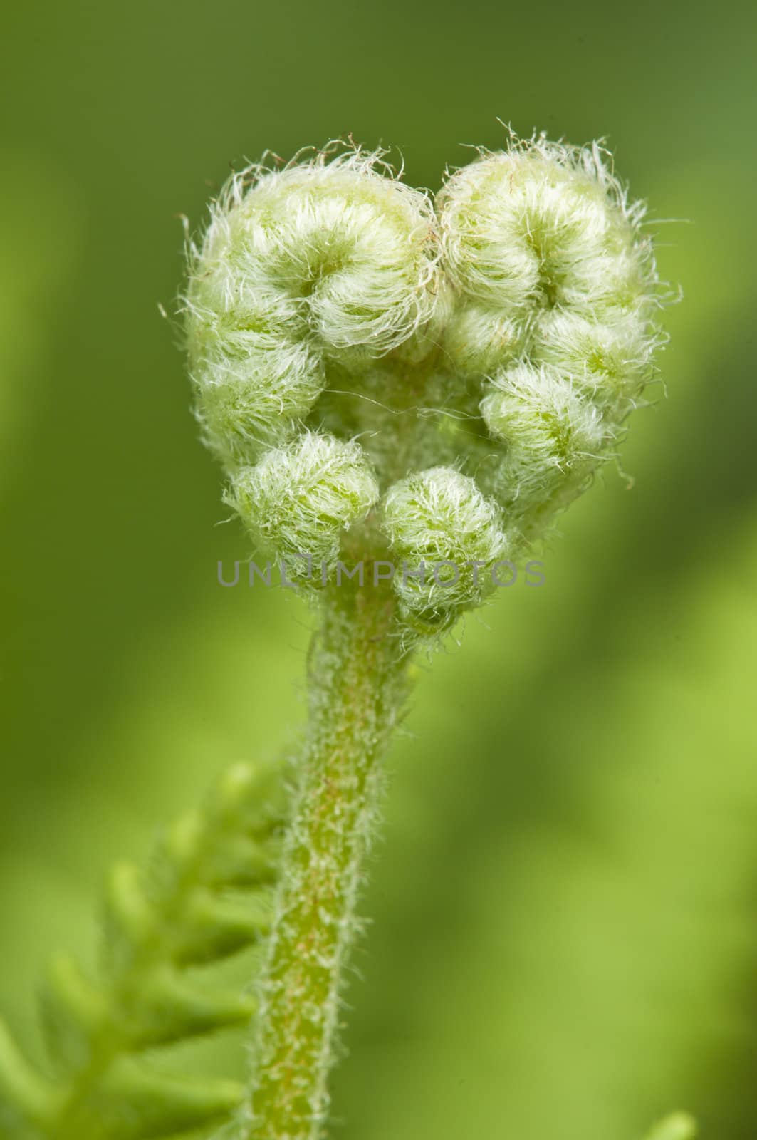 Detail of a green fern bud