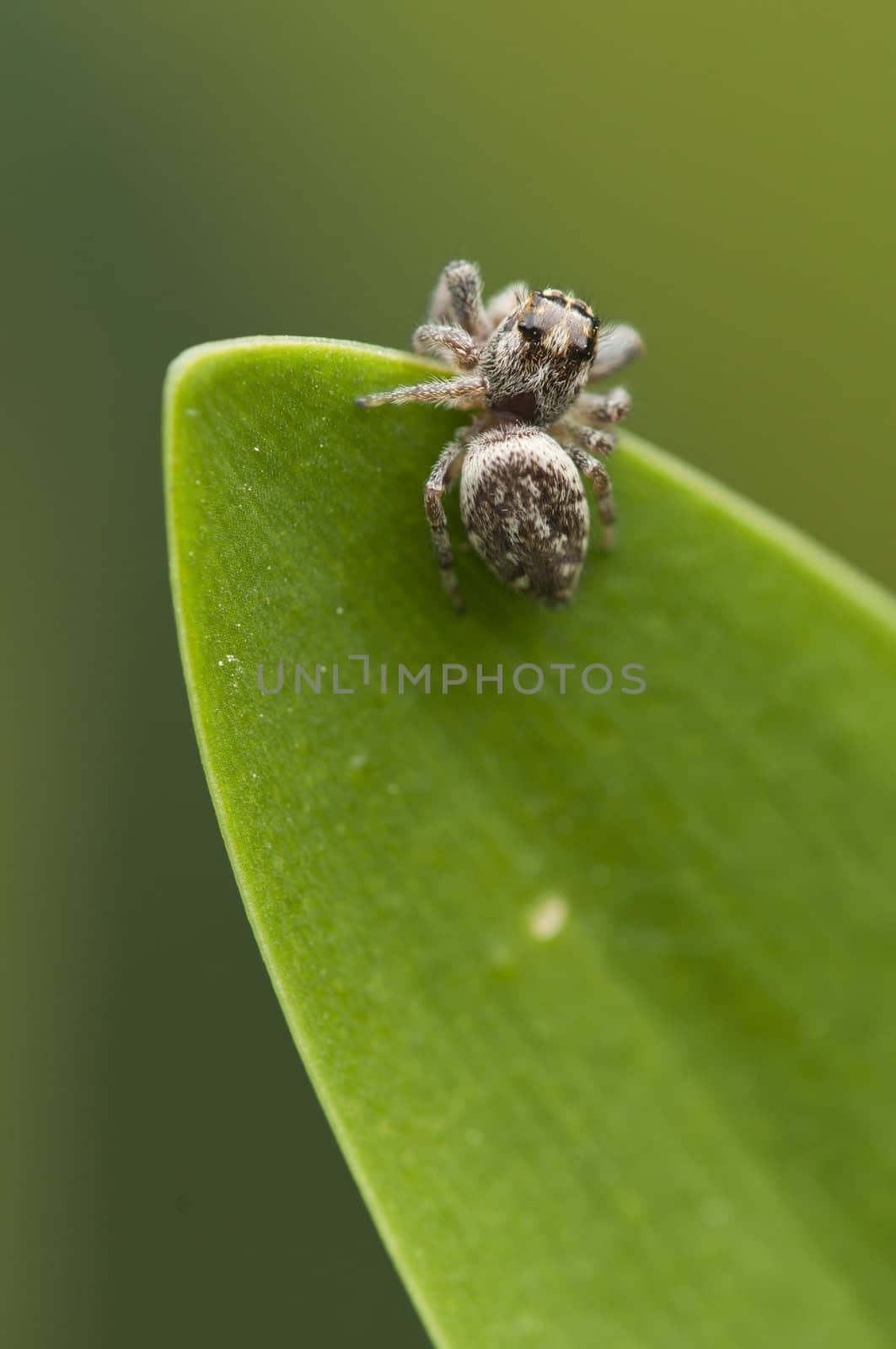 Spider on tip of a green leaf