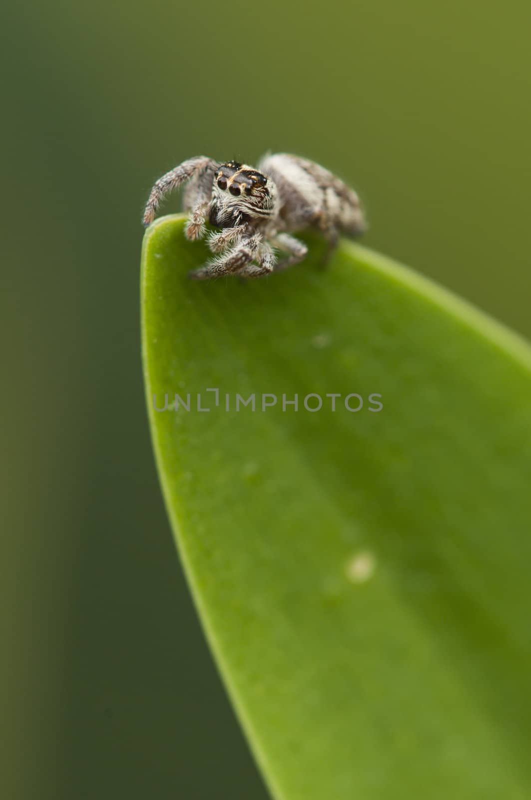 Spider on tip of a green leaf
